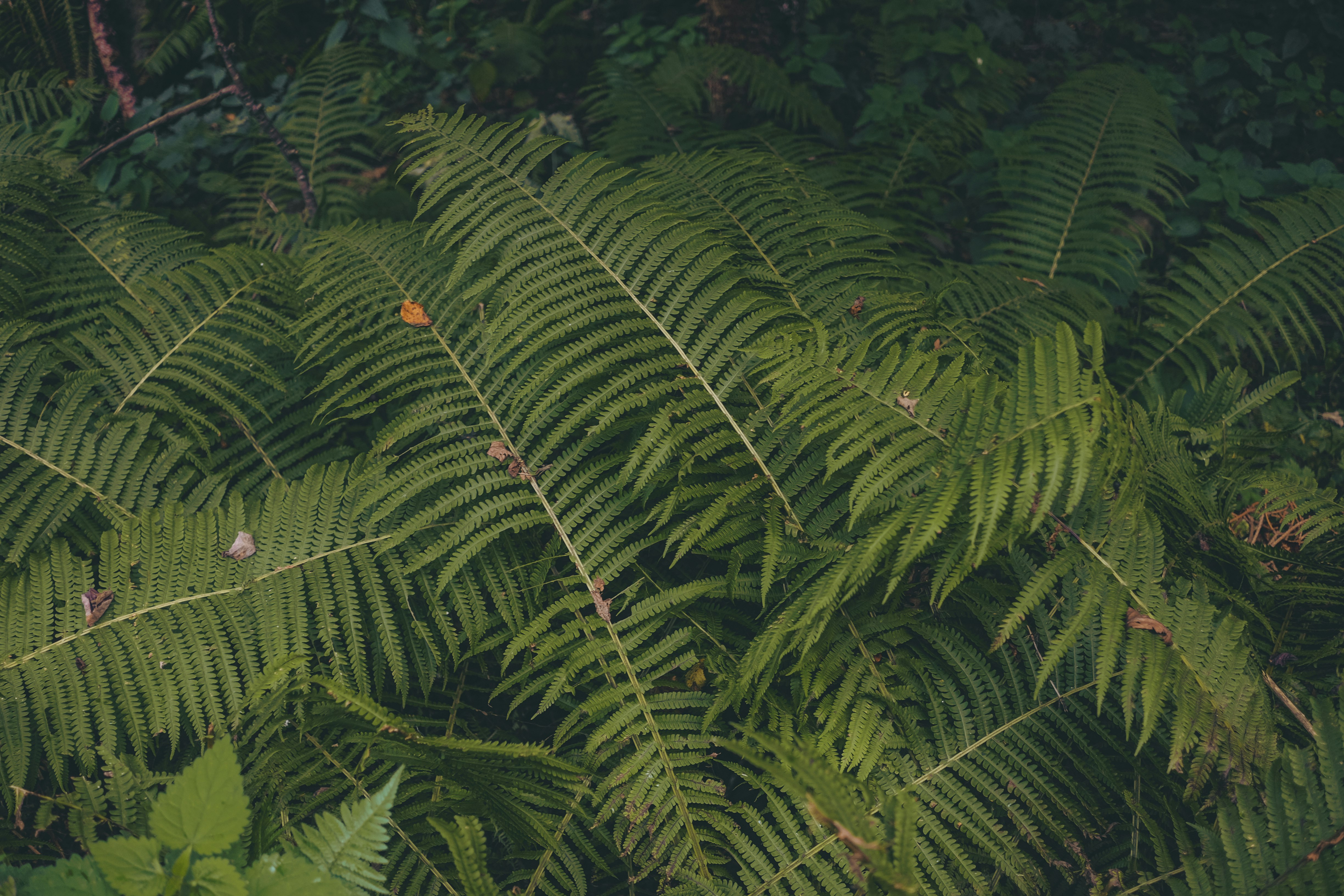 green fern plant during daytime